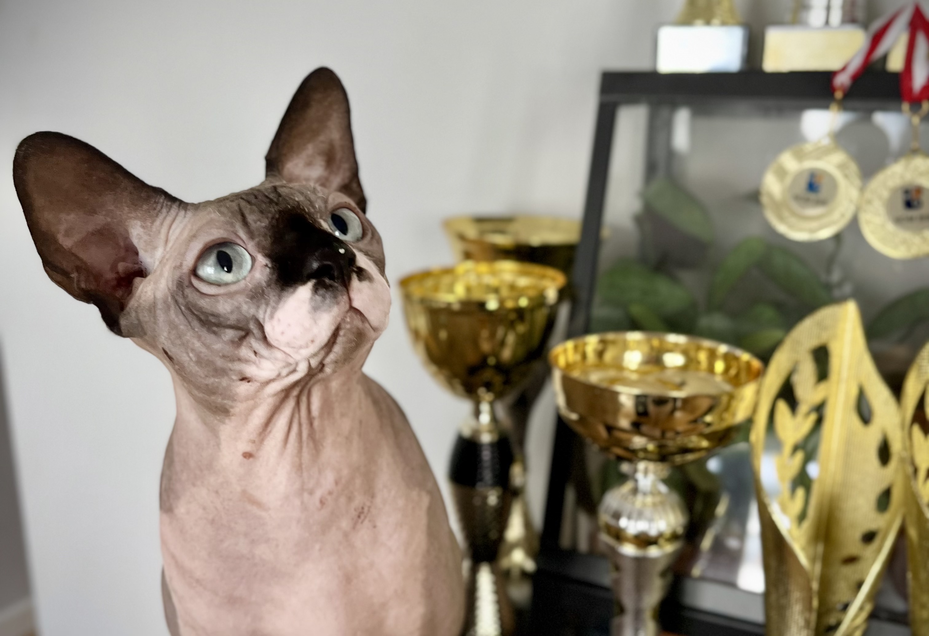 ICH. Tfu Tyfus Gymni Gata*PL